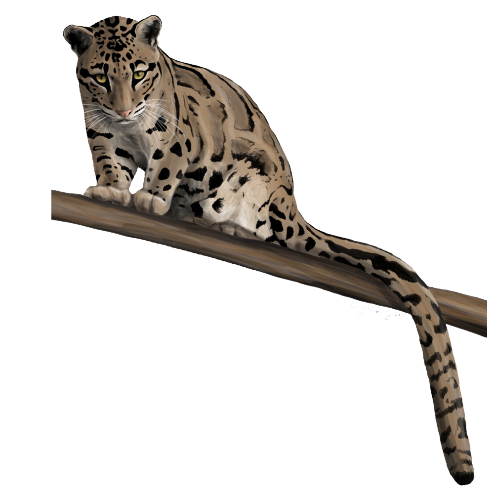 Leopard Transparent Image