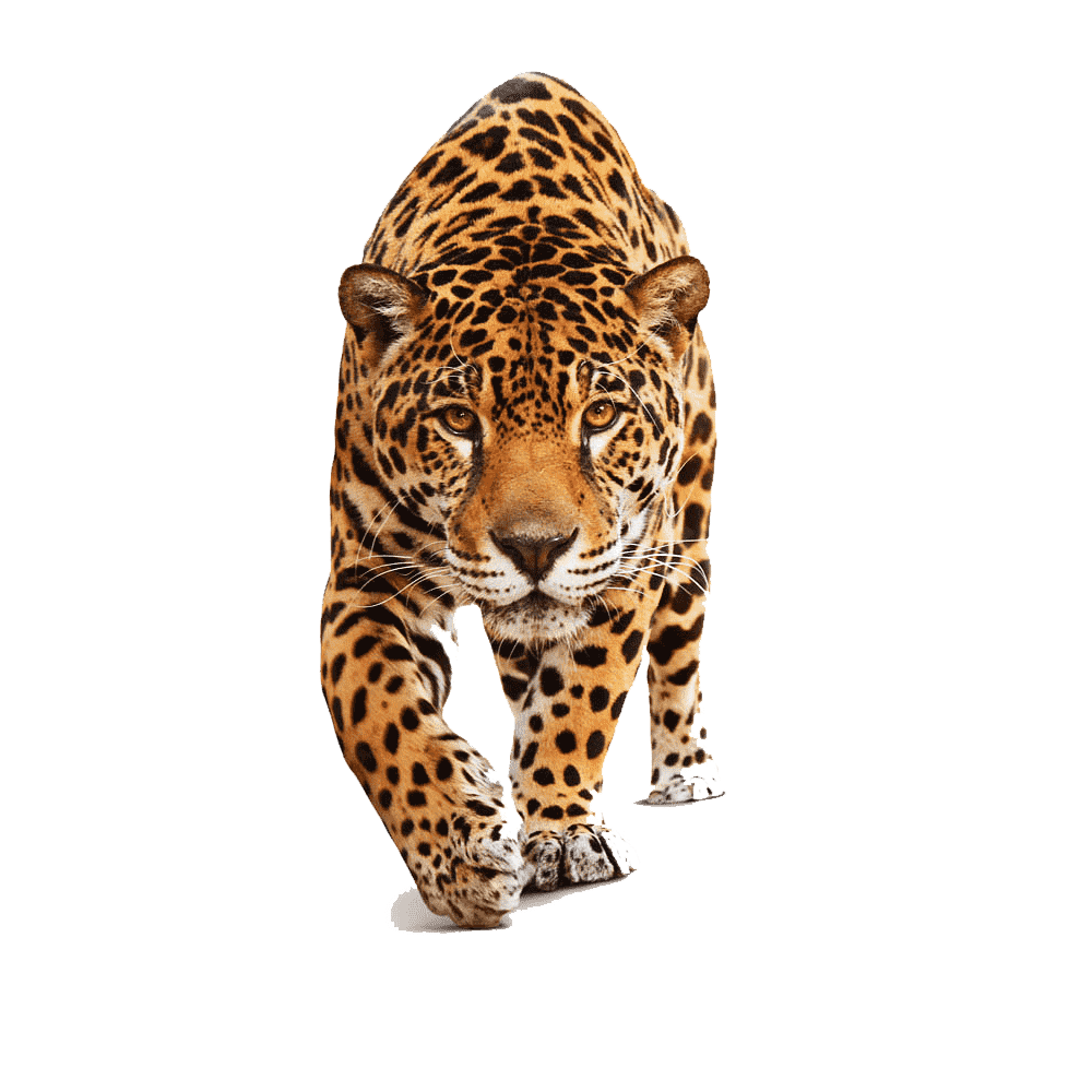 Leopard Transparent Clipart