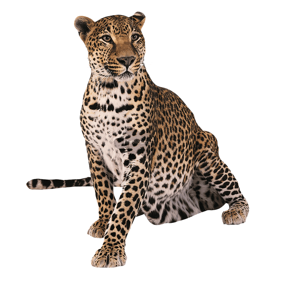 Leopard Transparent Gallery