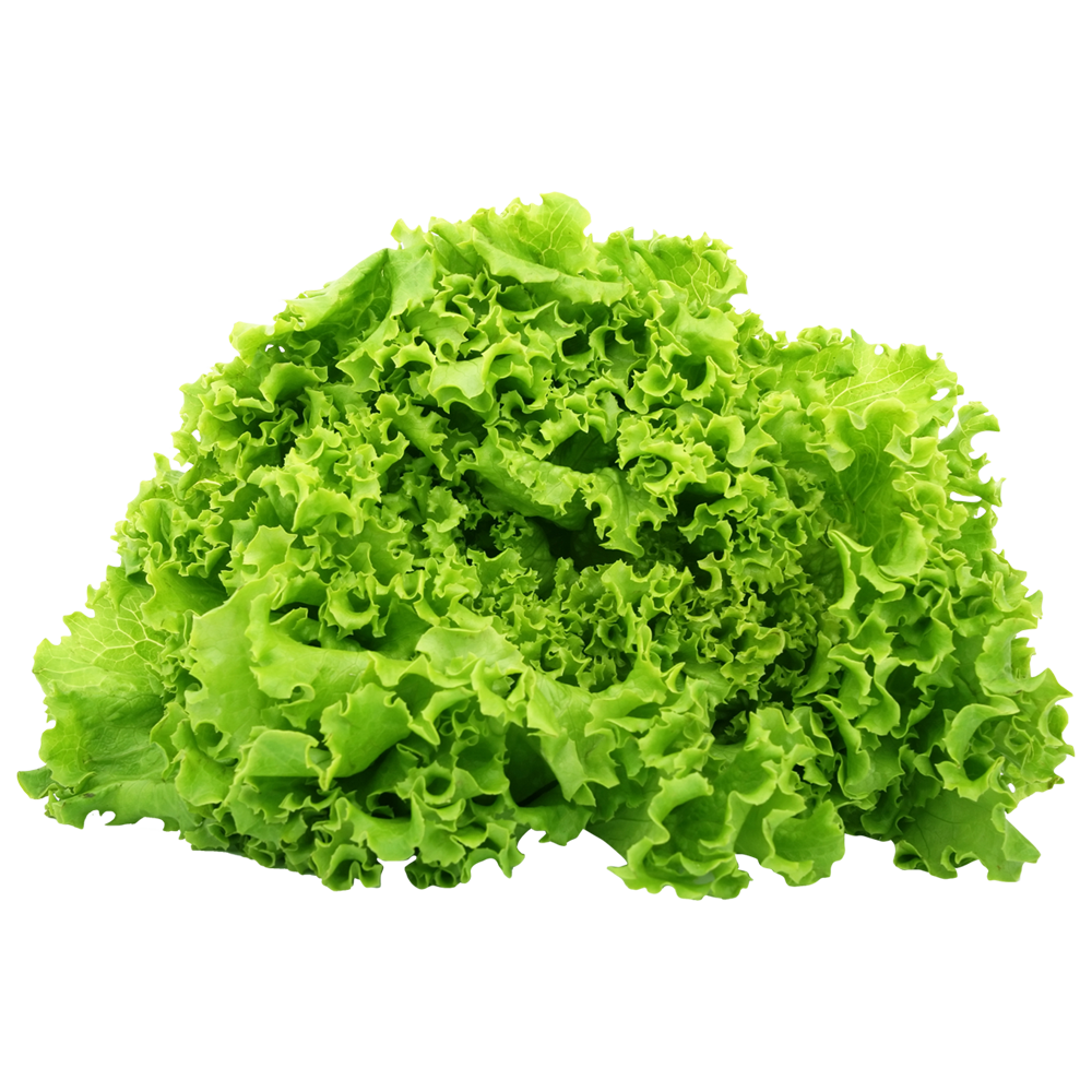 Lettuce  Transparent Image