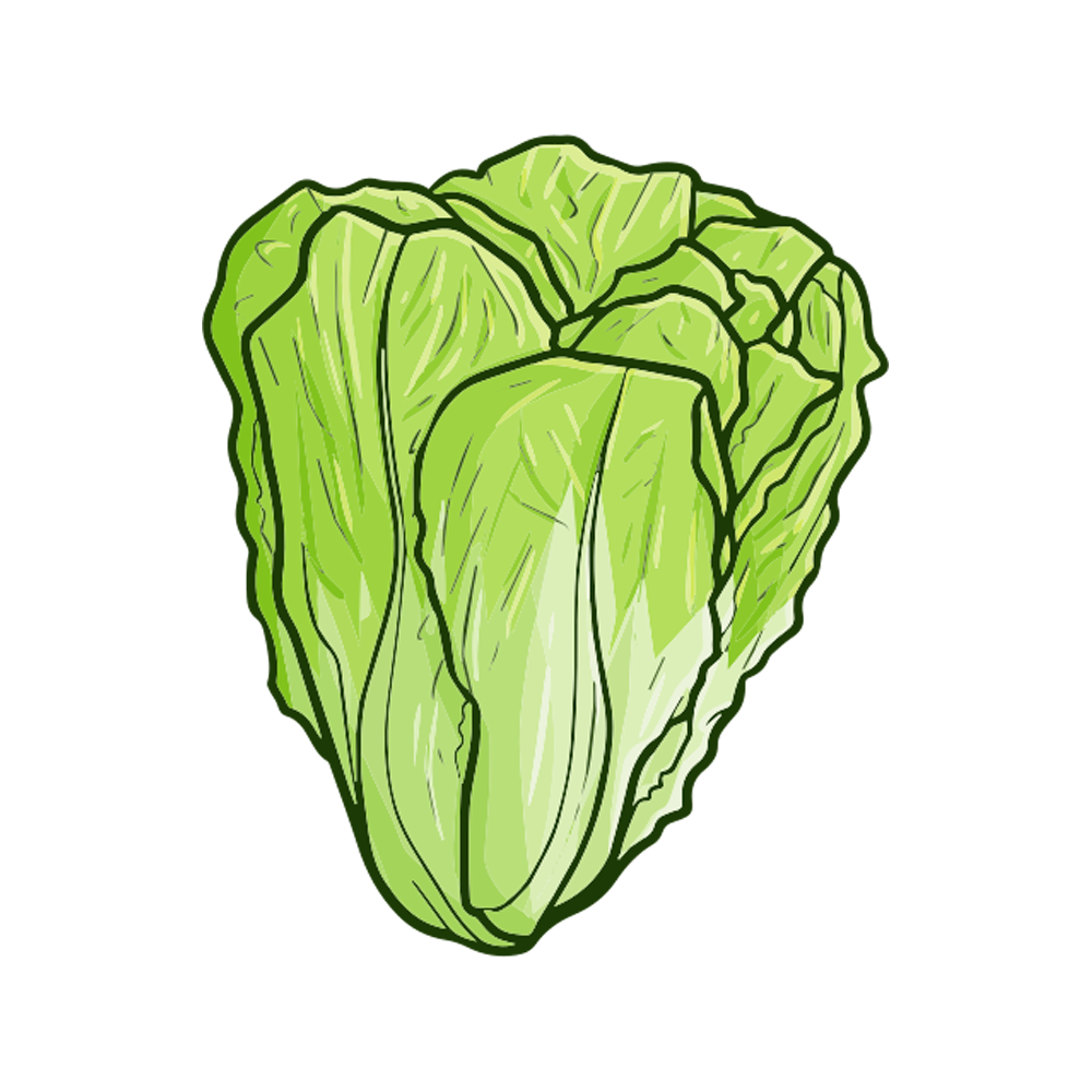 Lettuce Free Sticker Transparent Image