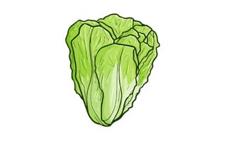 Lettuce Free Sticker PNG