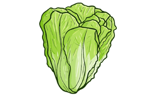 Lettuce Sticker PNG