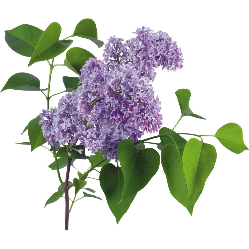 Lilac Flower  Transparent Image