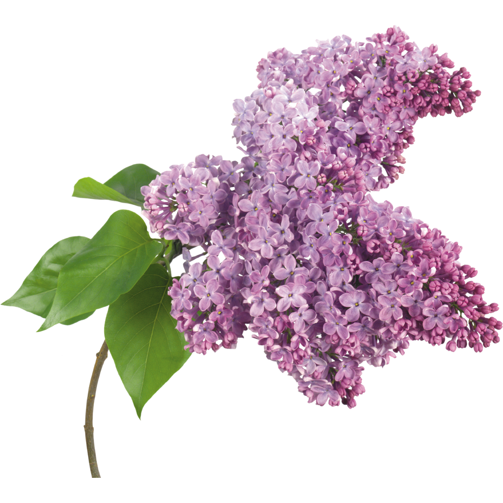 Lilac Flower  Transparent Photo