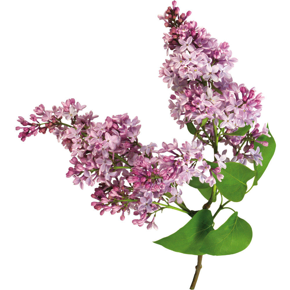 Lilac Flower  Transparent Picture