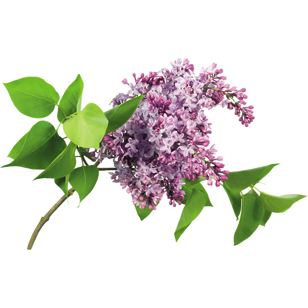 Lilac Flower  Transparent Clipart