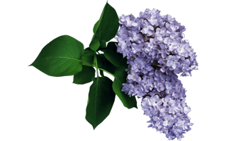 Lilac Flower PNG