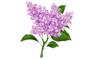 Lilac PNG