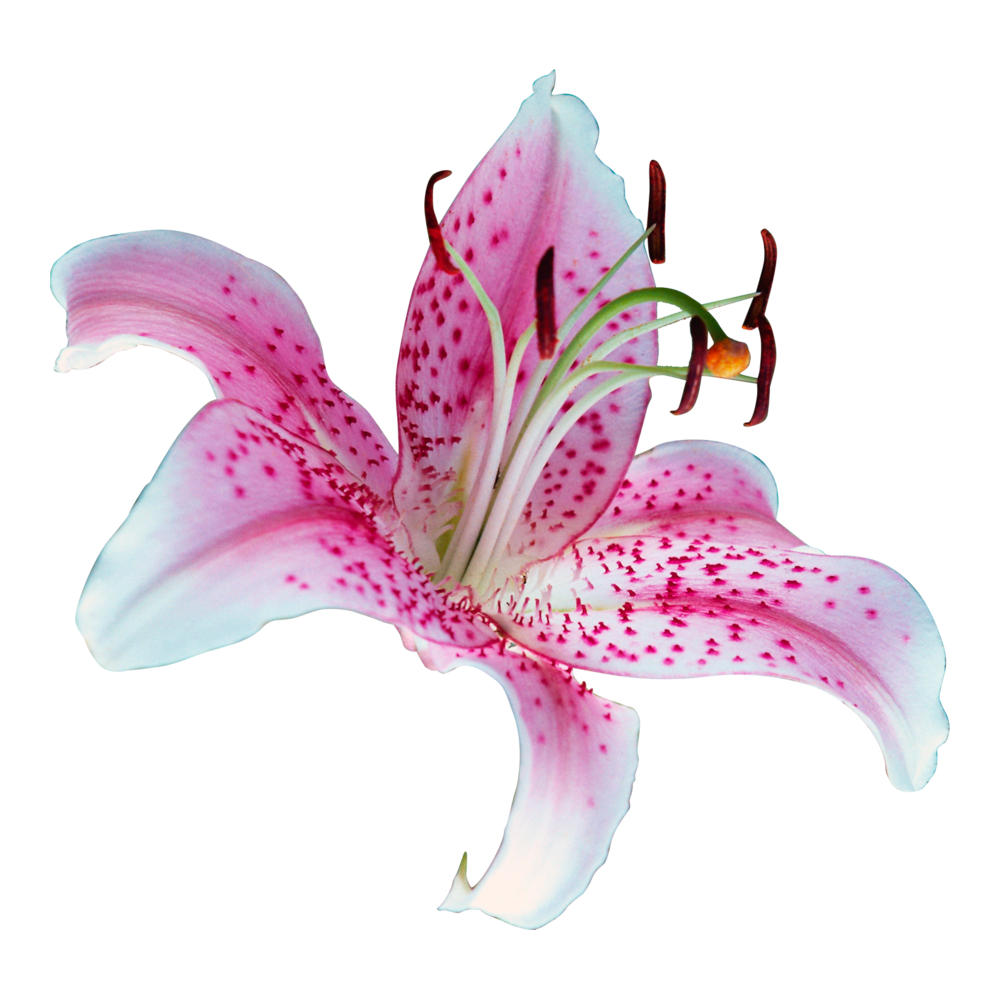 Lilium Flower  Transparent Image