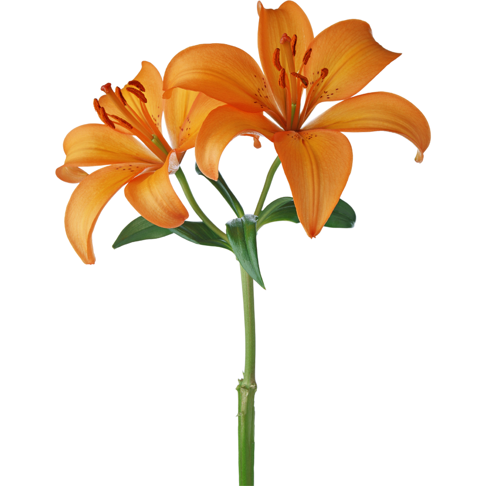 Lilium Flower  Transparent Picture