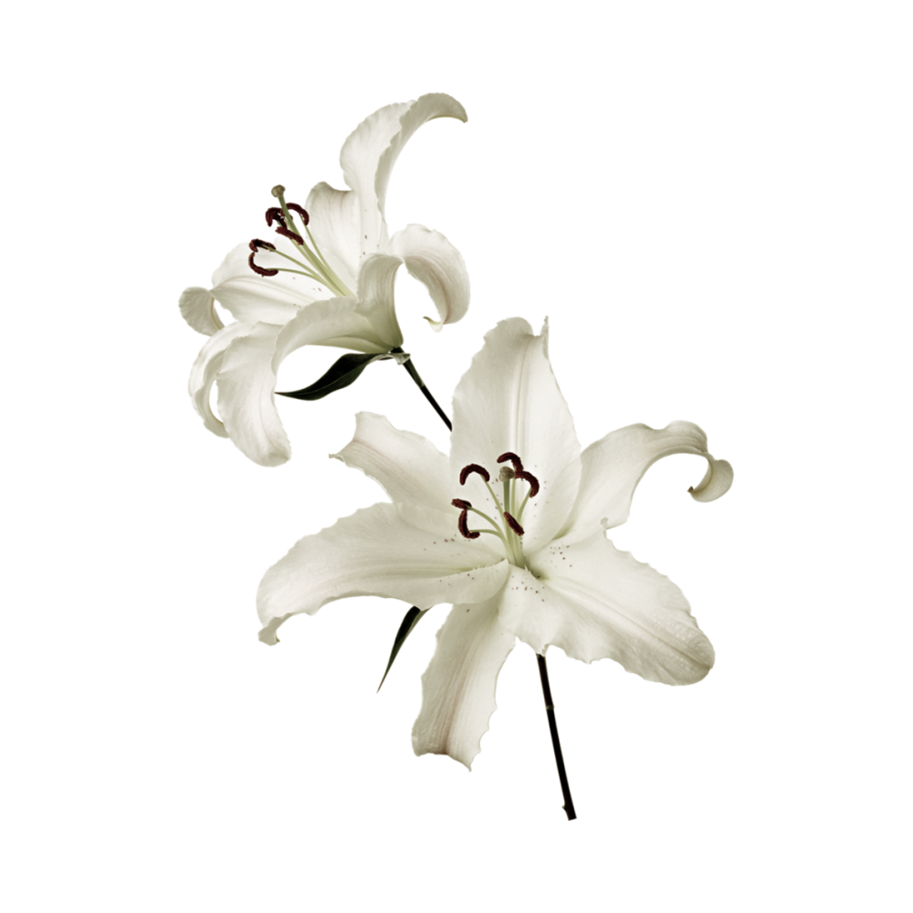 Lilium Flower  Transparent Clipart
