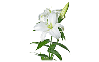 Lilium Flower PNG