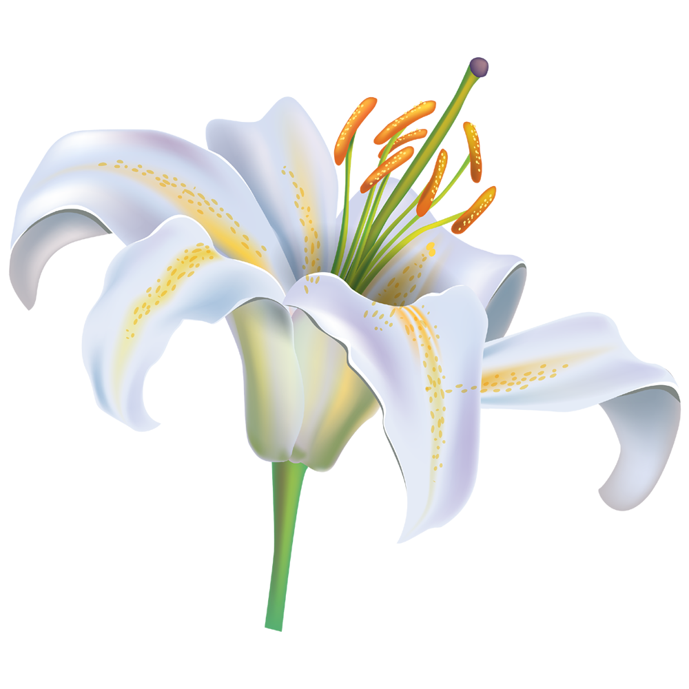 Lily Flower Transparent Image