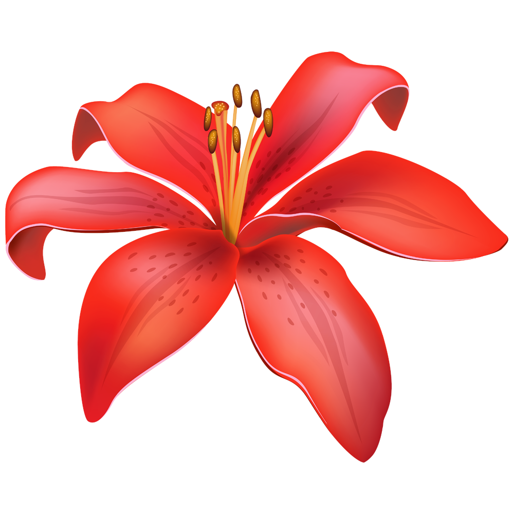Lily Flower Transparent Photo