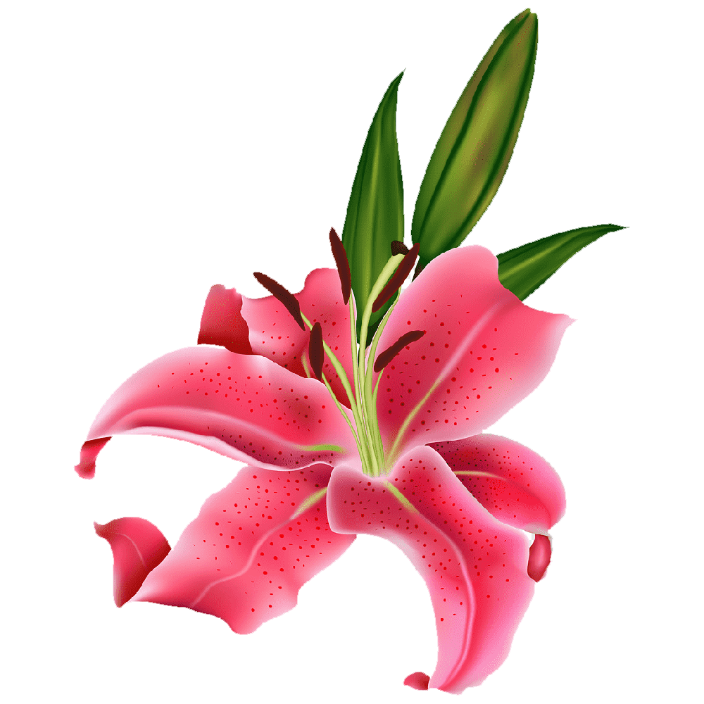 Lily Flower Transparent Picture
