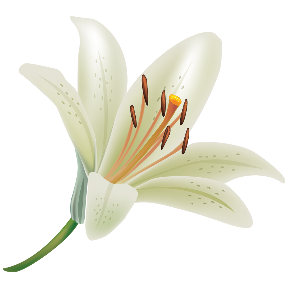 Lily Flower Transparent Clipart