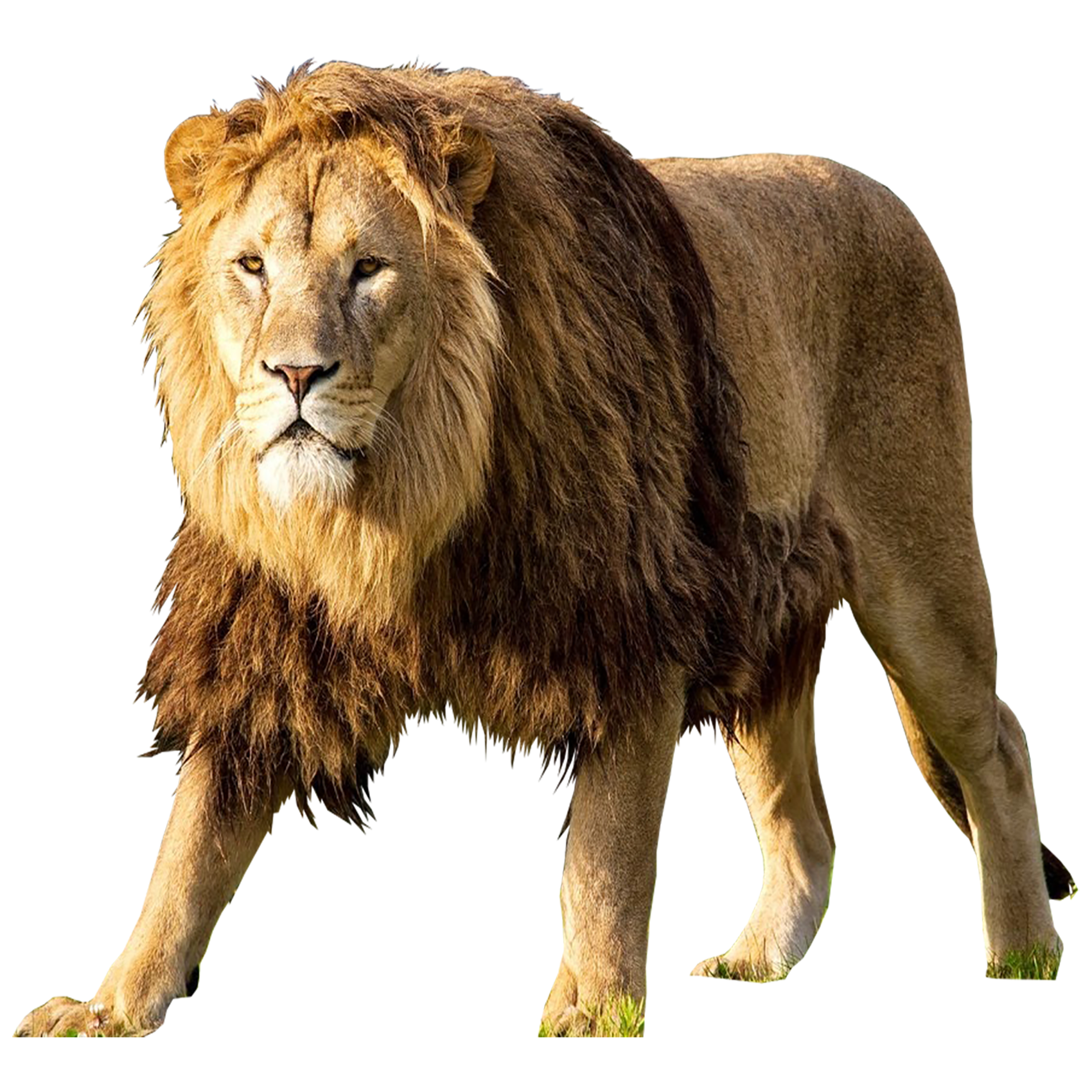 Lion Transparent Image