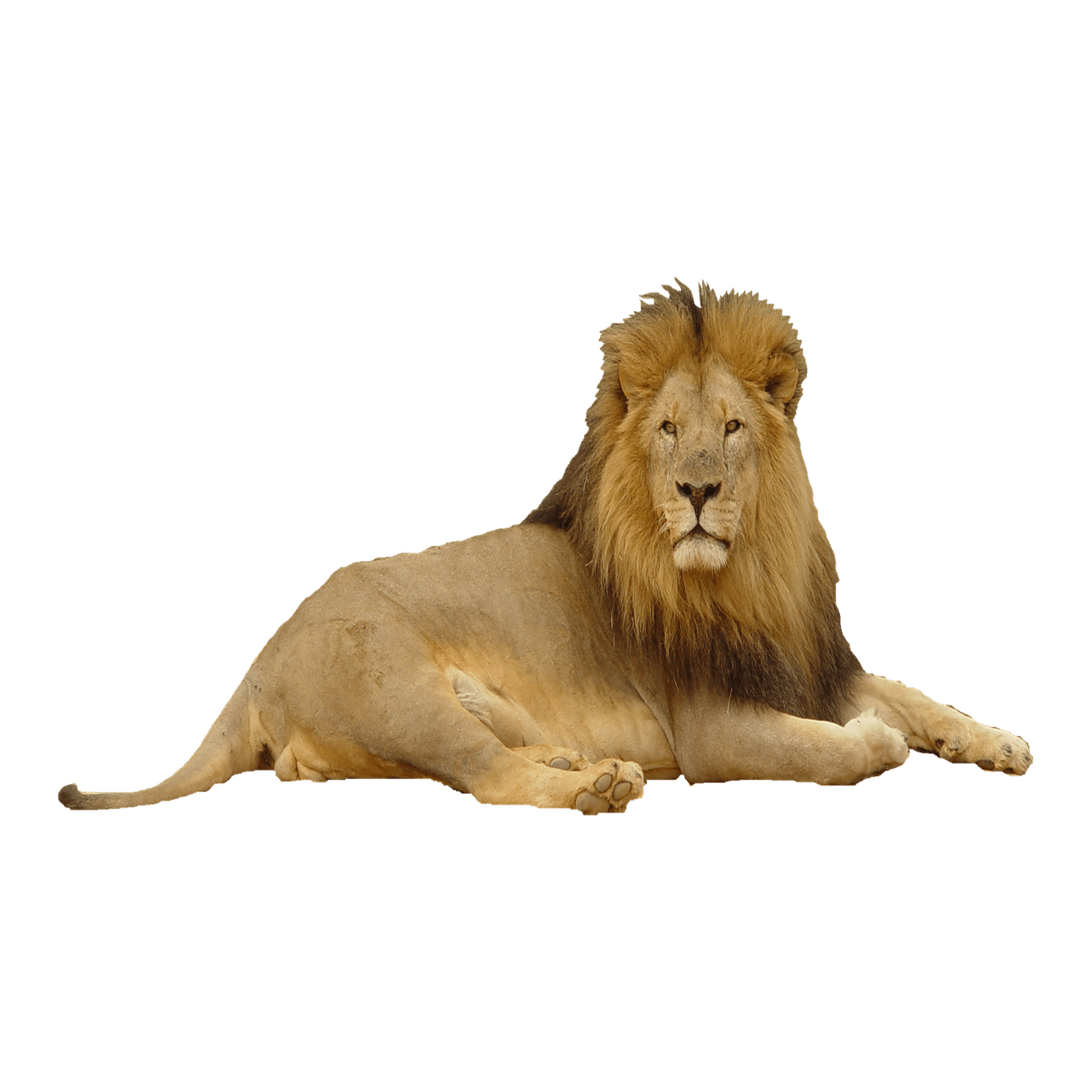 Lion Transparent Photo