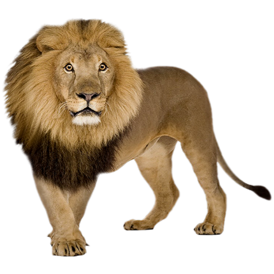 Lion Transparent Picture