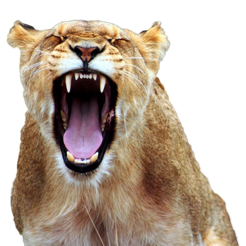 Lioness Roar Transparent Image