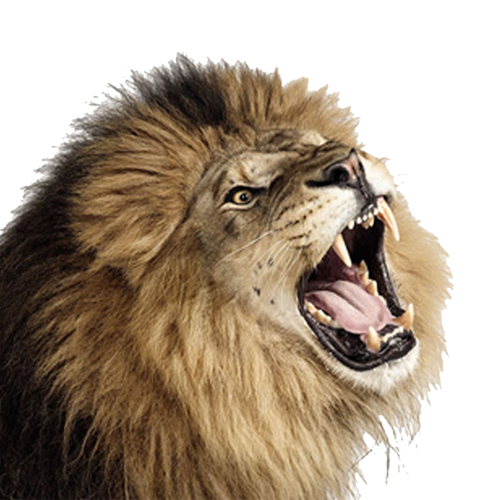 Lioness Roar Transparent Picture