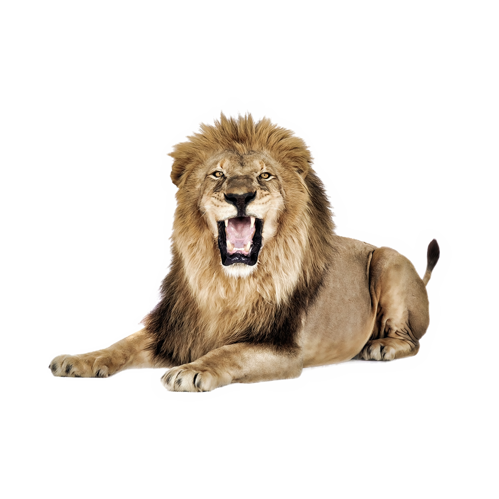 Lioness Roar Transparent Clipart