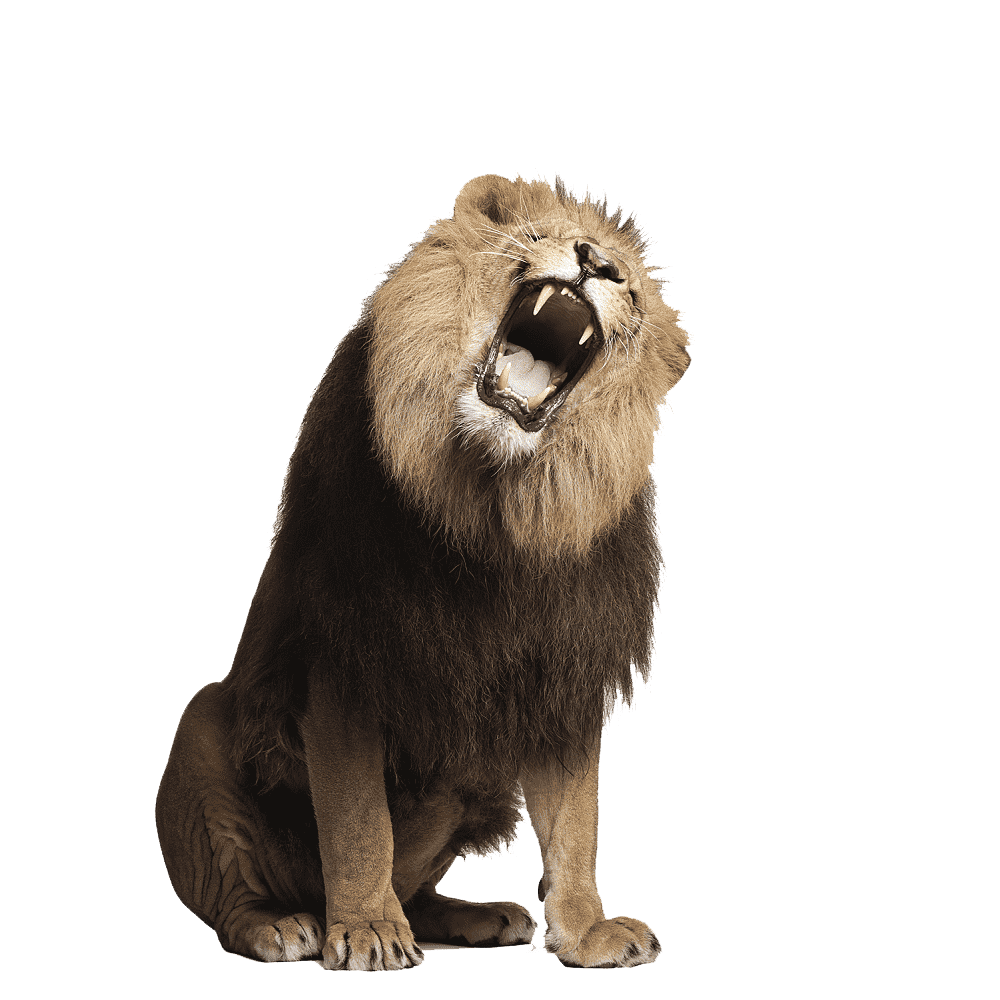 Lioness Roar Transparent Gallery