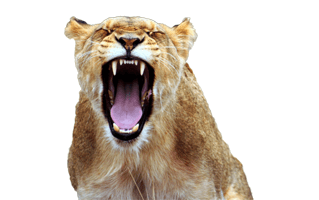 Lioness Roar PNG