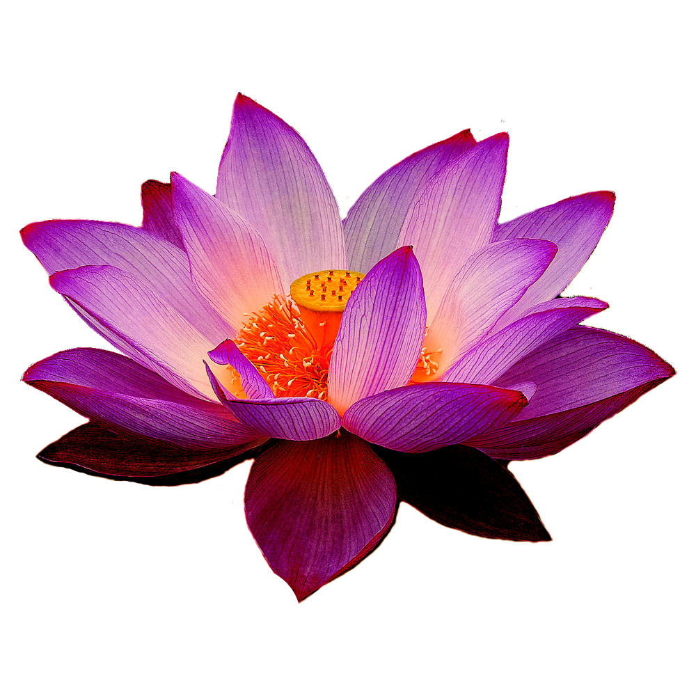 Lotus Flower  Transparent Photo