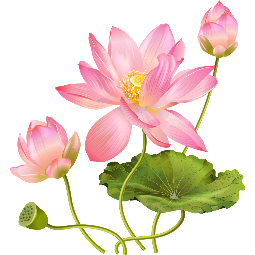 Lotus Flower  Transparent Picture