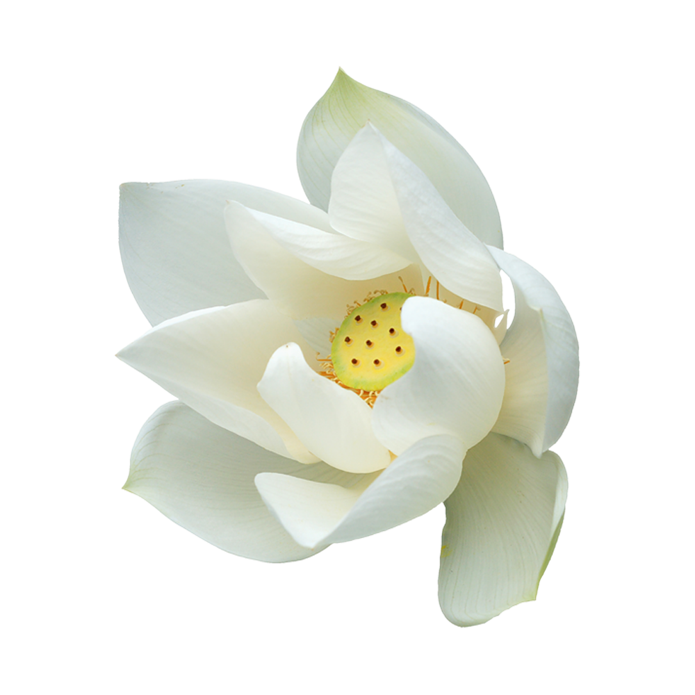 Lotus Flower  Transparent Clipart