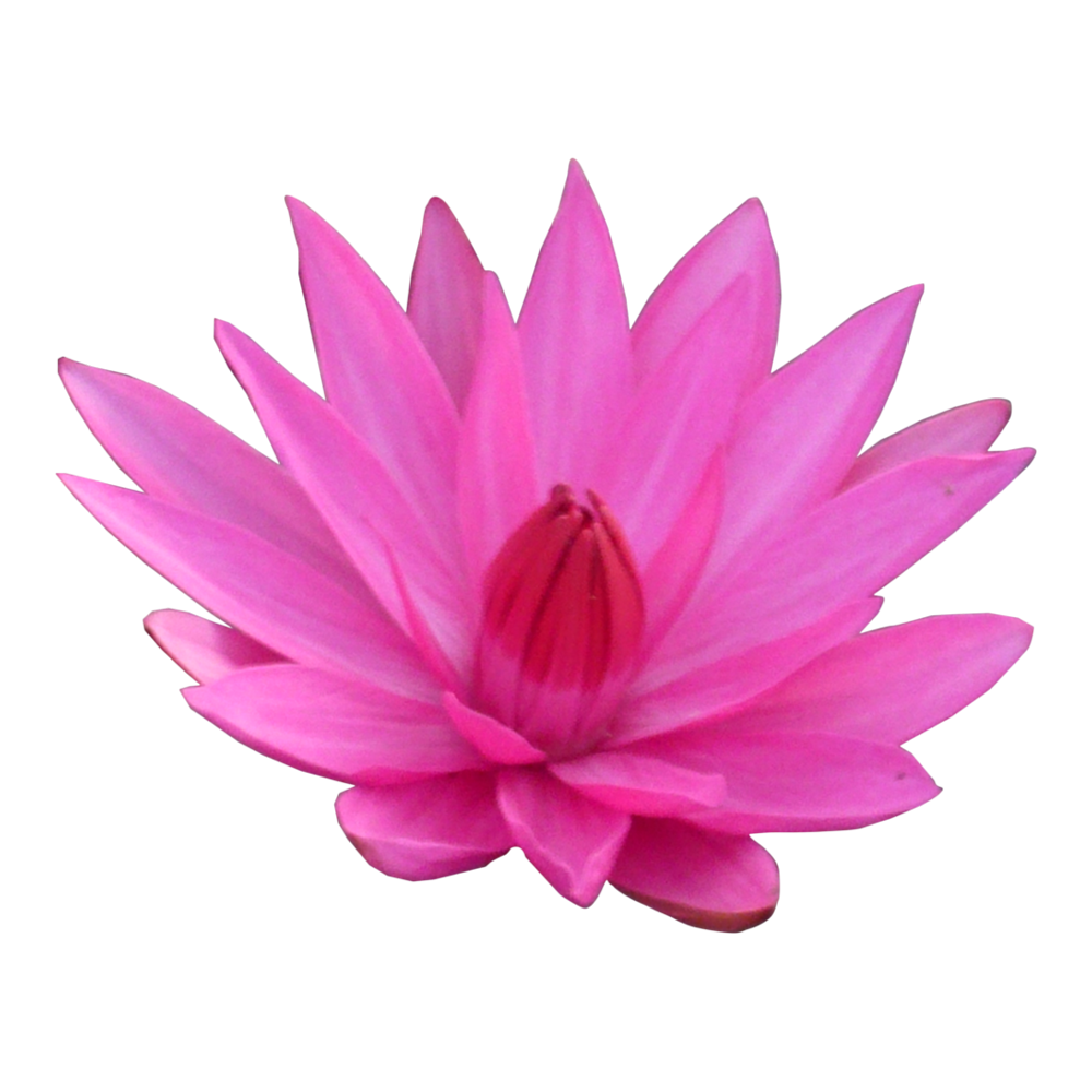 Lotus Flower  Transparent Gallery