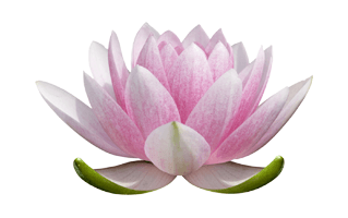 Lotus Flower PNG