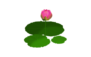 Lotus Leaves PNG
