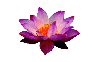 Lotus PNG