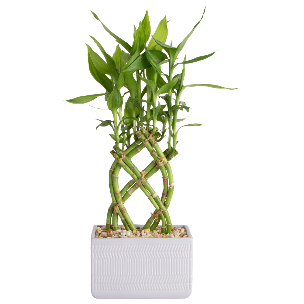 Lucky Bamboo Plant  Transparent Image