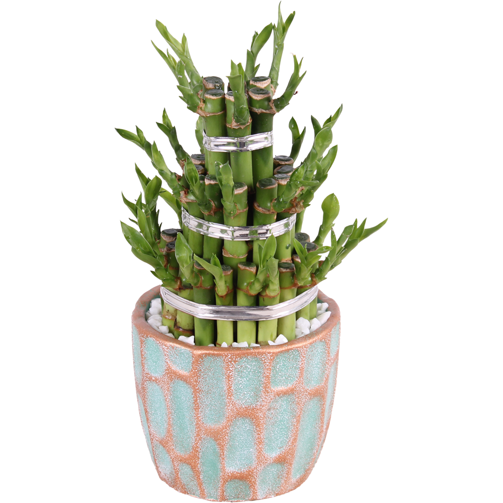 Lucky Bamboo Plant Transparent Picture