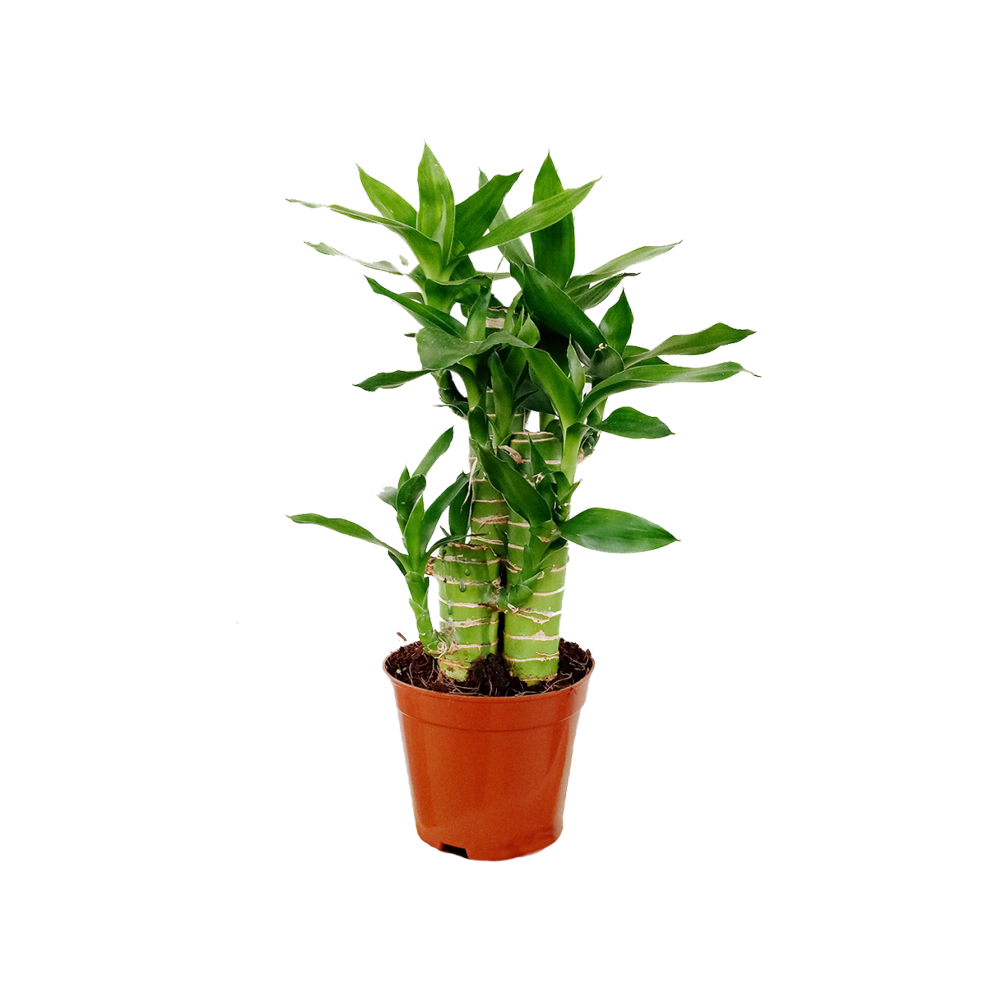 Lucky Bamboo Plant  Transparent Clipart