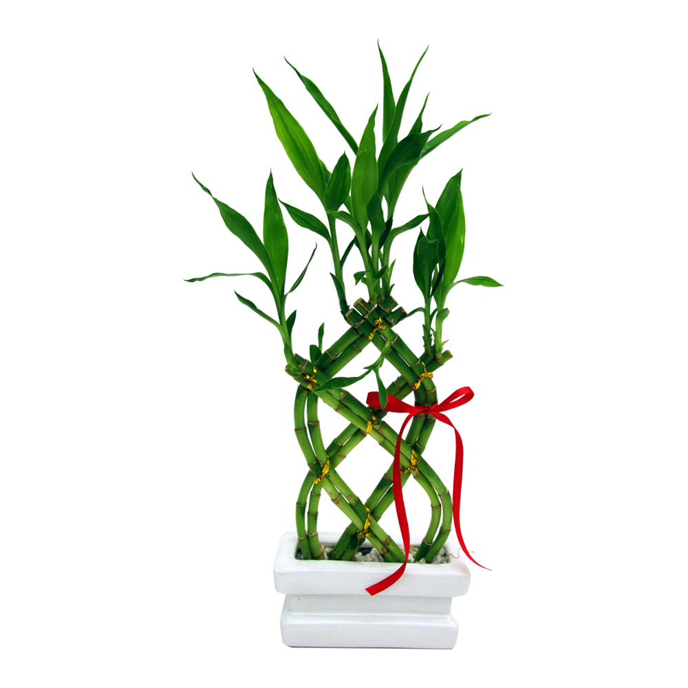 Lucky Bamboo Plant  Transparent Gallery