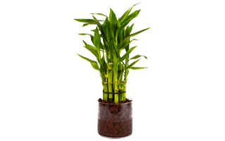 Lucky Bamboo Plant PNG