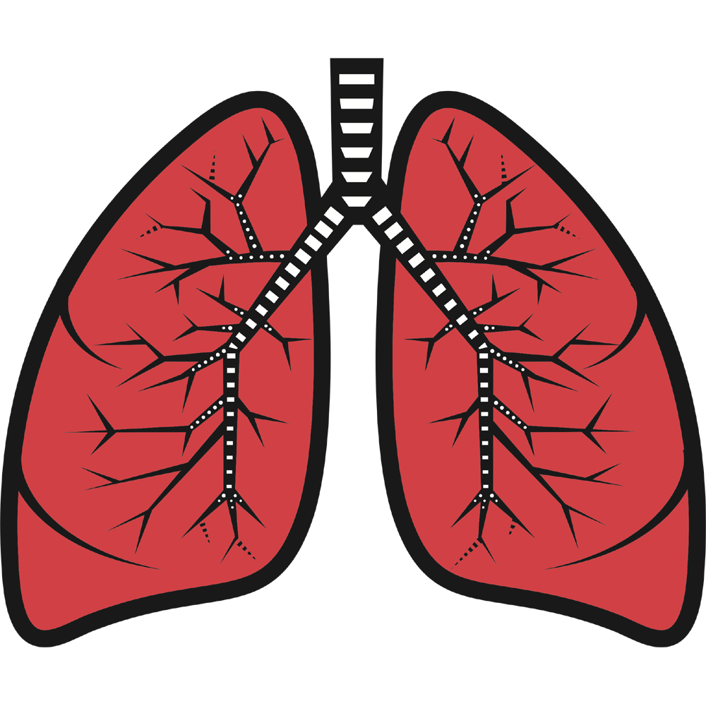 Lung  Transparent Image