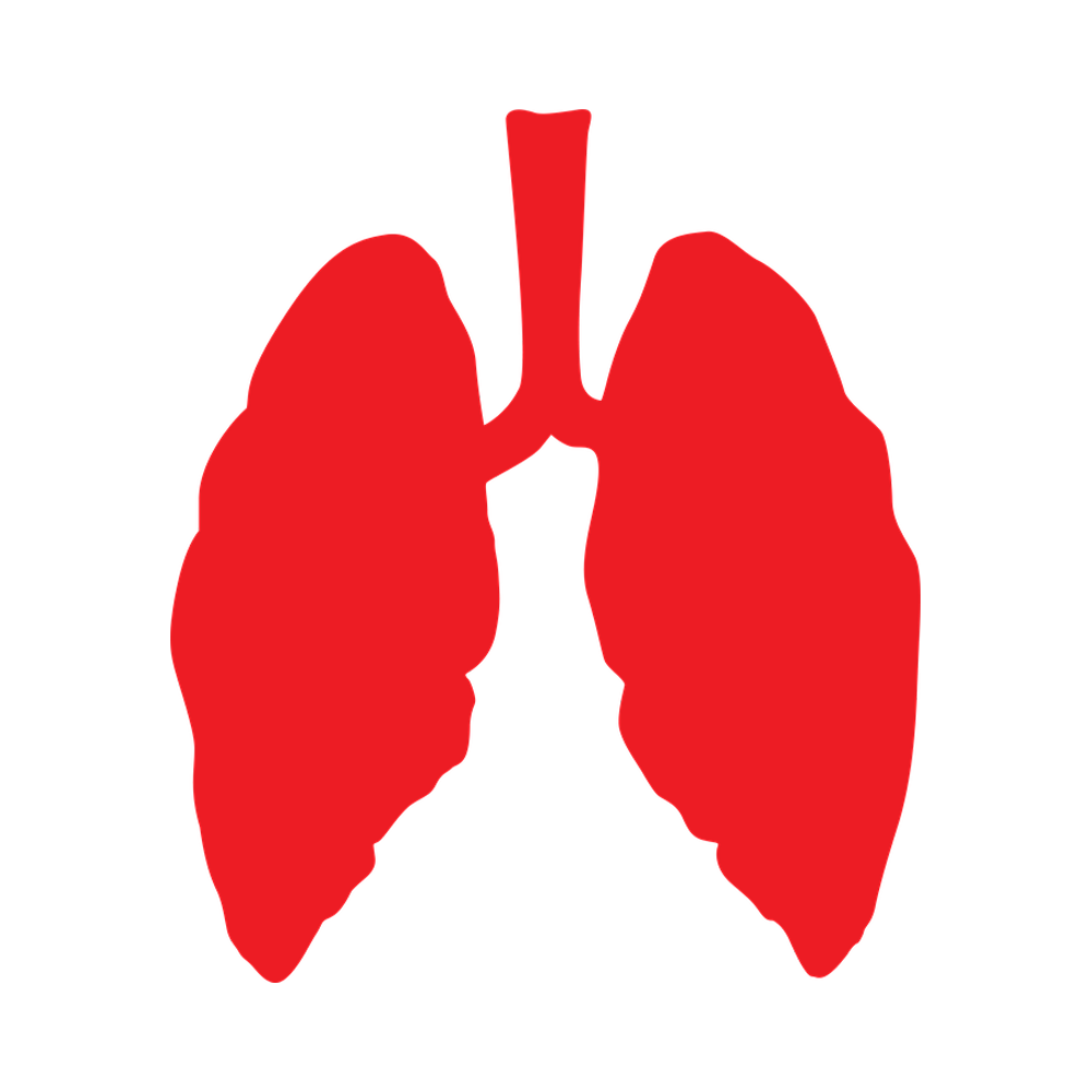 Lung  Transparent Clipart