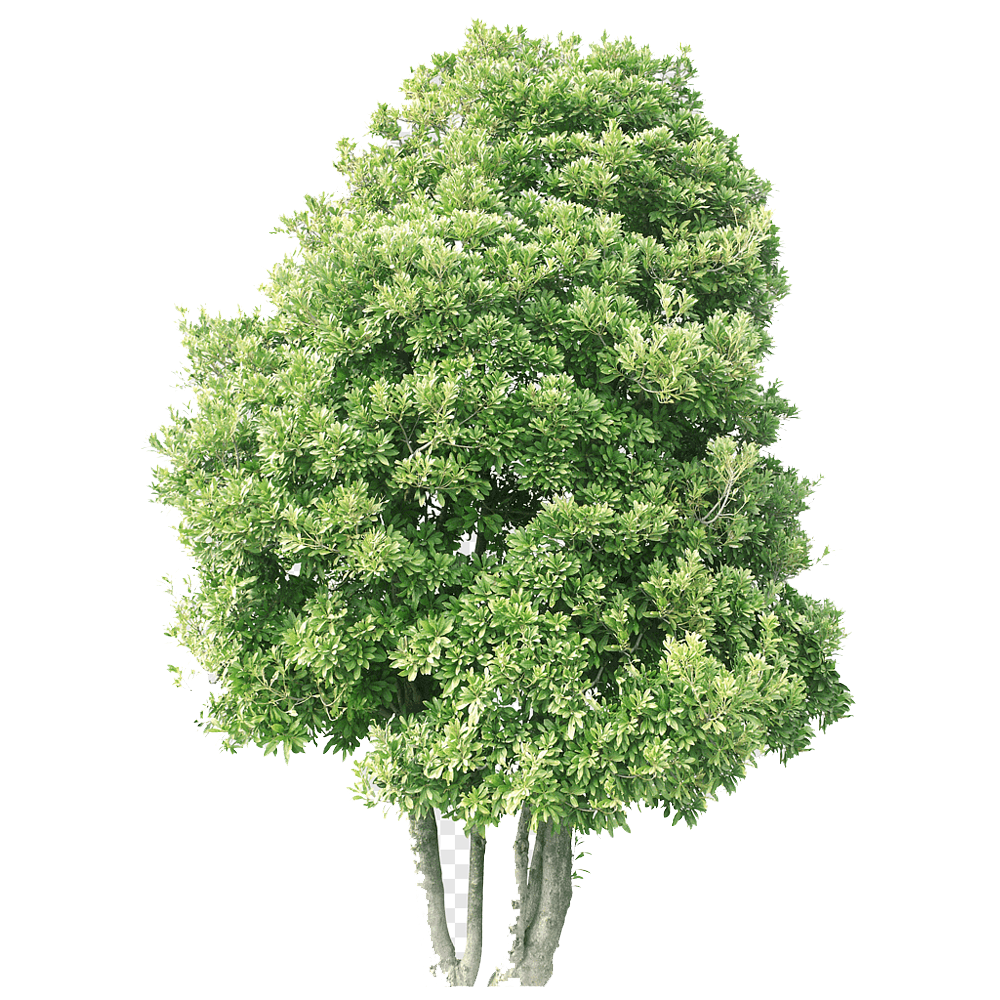 Lush Tree Transparent Picture