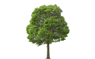 Lush Tree PNG