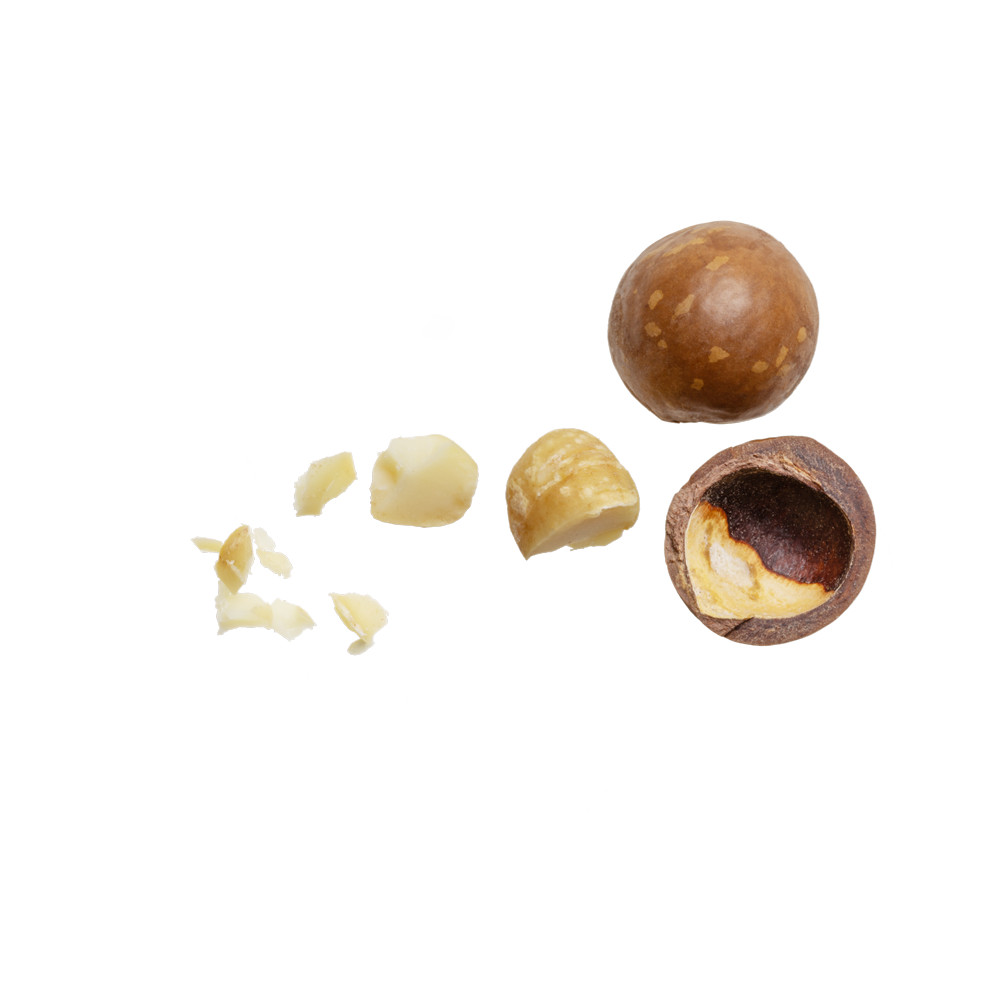 Macadamia Nut  Transparent Image