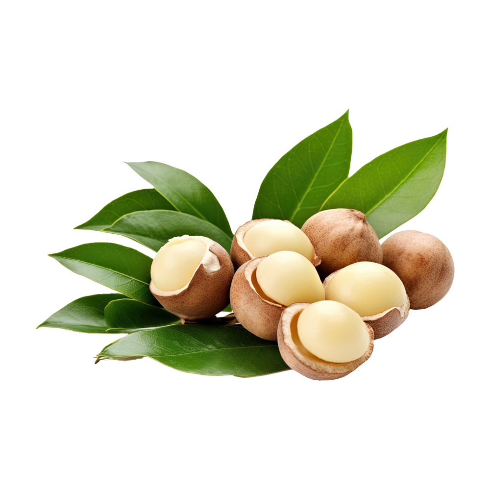Macadamia Nut  Transparent Photo