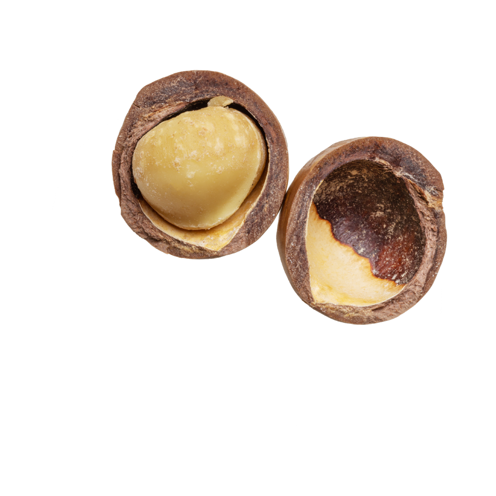 Macadamia Nut  Transparent Clipart