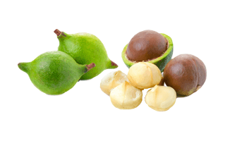 Macadamia Nut PNG