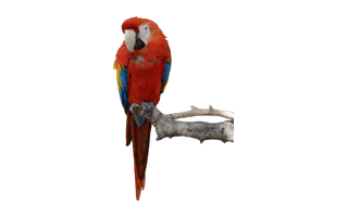 Macaw PNG